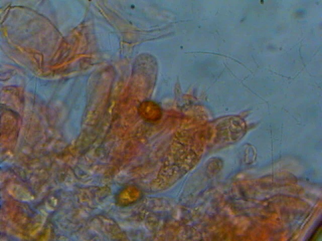 Cortinarius candelaris?